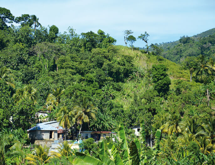 Jardin agroforestier coopÃ©rative Fanohana Ã  Madagascar - PÃ©tillant bio pomme & ananas